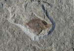 Капроид Proantigona sp.