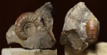 Stephanoceras mutabile Stephanoceras mutabile