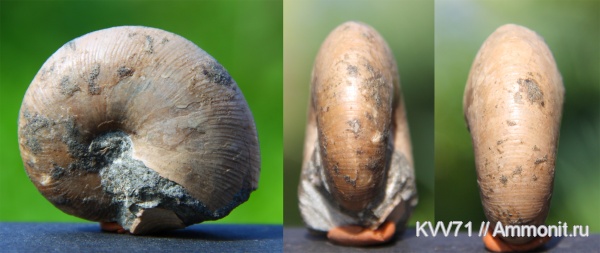 Euphylloceras, Phylloceratidae, Phylloceratina