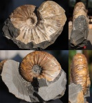 Молодой Parahoplites