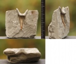 Передний зуб Araloselachus sp.