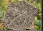 Vendotaenia antiqua