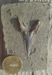 Зуб Araloselachus sp.