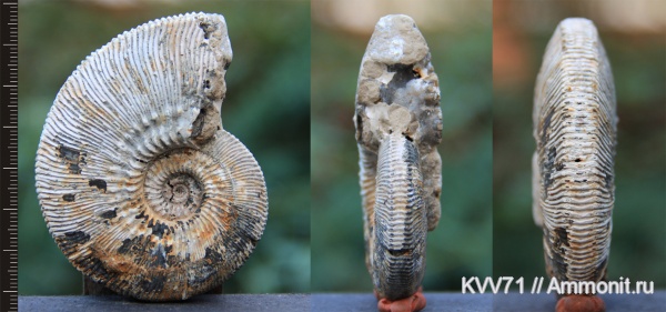 Kosmoceras, Kosmoceras phaeinum