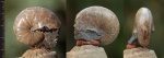 Euphylloceras velledae, слои раковины