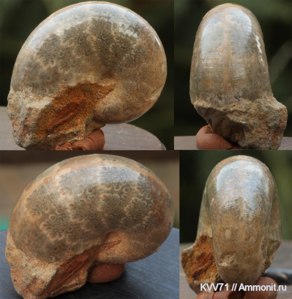 Phyllopachyceras