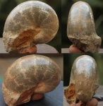 Phyllopachyceras sp., лопастные линии