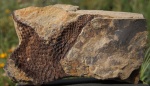 Lepidodendron ствол с веткой