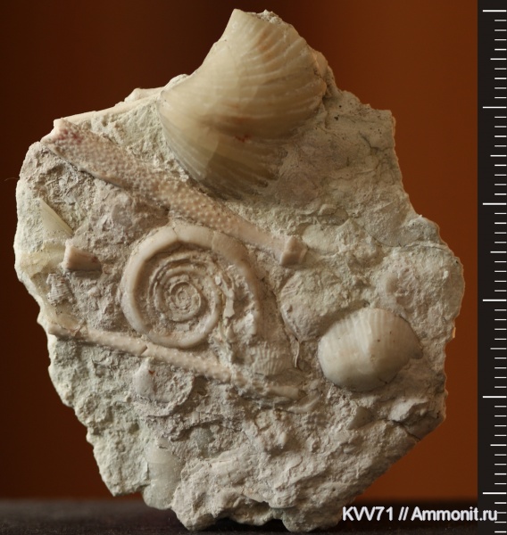 Omphalotrochus