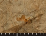 Зуб карбоновой рыбы Symmoriidae sp. - суповой набор 2
