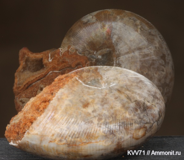 Euphylloceras, Phylloceratidae