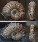 Matheronites sp.