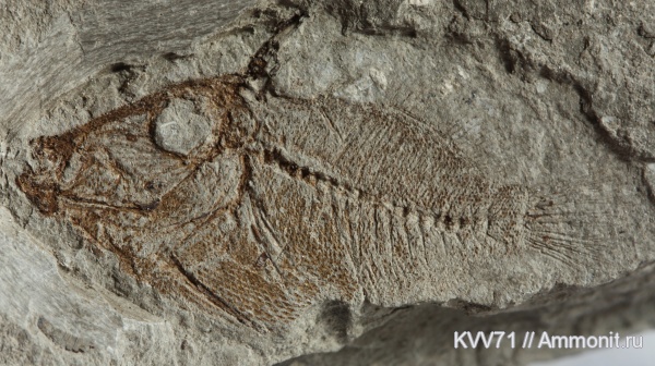 рыбы, олигоцен, р. Пшеха, Oligobalistes, Oligobalistes  robustus, fish