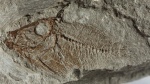 Oligobalistes robustus Daniltshenko, 1960. Oligobalistes robustus Daniltshenko, 1960.