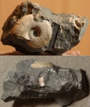 Фатально укушенная Zuercherella