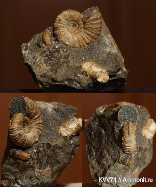 Acanthohoplites