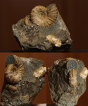 Acanthohoplites sp. Acanthohoplites sp.