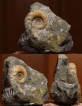 Рseudotetragonites