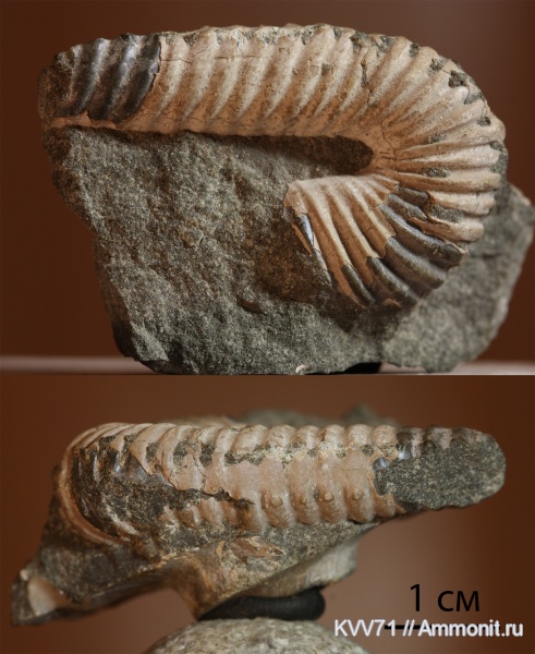 Hamites