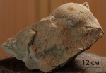Gigantoproductus superbus