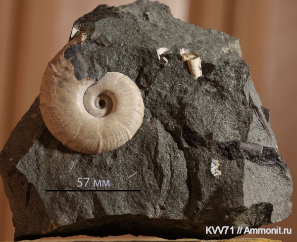 Zuercherella, Desmoceratidae, Zuercherella zuercheri, точечный слой