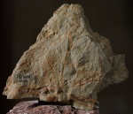 Sphenophyllum