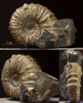 Matheronites sp.