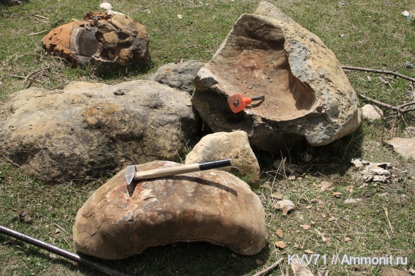 Lytoceras, Lytoceratina