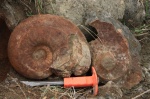 Parahoplites на месте поимки Parahoplites на месте поимки