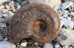 Кальцитовый фрагмокон Parahoplites