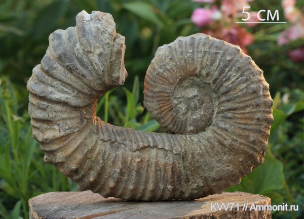 Pseudocrioceras, Ancyloceratidae, Ancyloceratina