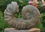 Pseudocrioceras sp. Pseudocrioceras sp.