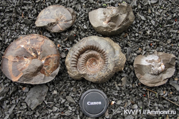 Holcophylloceras, Stephanoceras