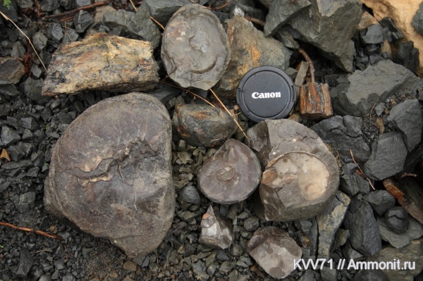 Holcophylloceras, Dorsetensia