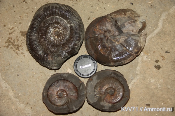 Holcophylloceras, Stephanoceras, Dorsetensia