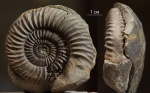 Parkinsonia от Михаила Parkinsonia от Михаила