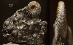 Deshayesites sp. Deshayesites sp.
