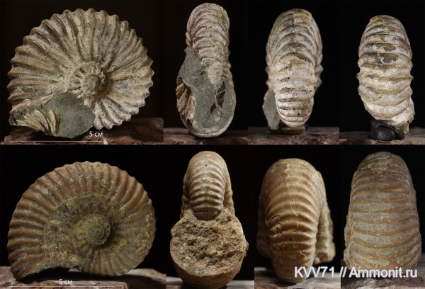 Parahoplites, Parahoplitidae