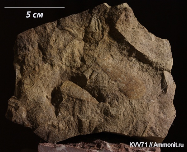 хиолиты, Hyolitha