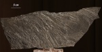 Фрагменты губки Leniea unica Gorjanski, 1977, нижний кембрий, ботомский ярус