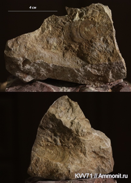 хиолиты, Hyolitha