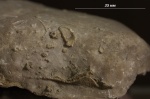 Конический и тарельчатый археоциаты