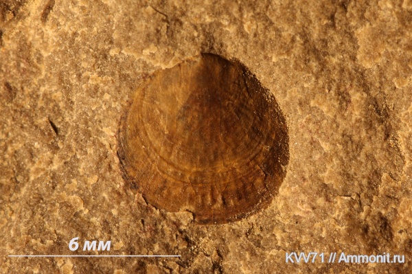 брахиоподы, Lingulata, Acrotretidae, Linnarssonia