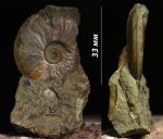 Leioceras, подарок от barsikа Leioceras, подарок от barsikа