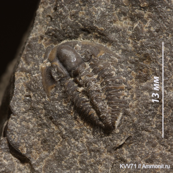 трилобиты, Bathyuriscellus