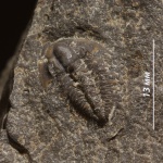 Bergeroniellus spinosus Lermontova, 1951