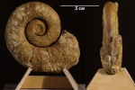 Crioceratites sp. Crioceratites sp.