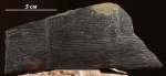 Calamites