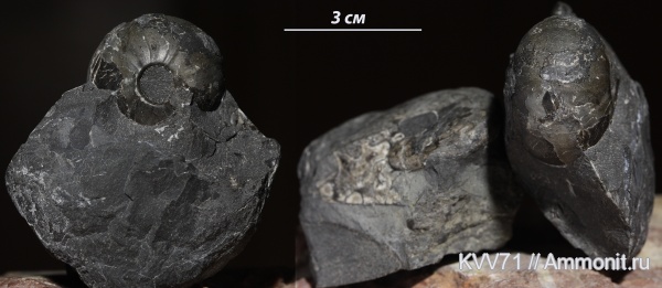 Prosphingitoides