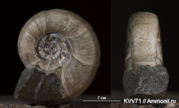 Eogaudryceras